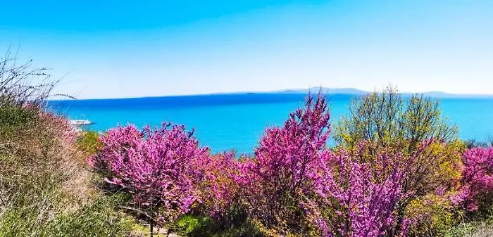 Апартаменты Luxury Alix Бургас